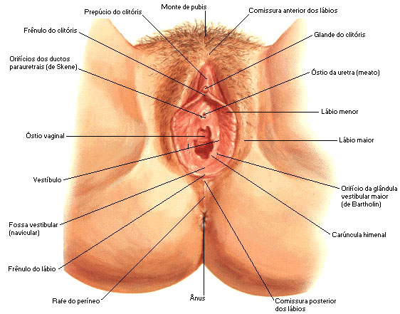 masturbação feminina - Masturbação Feminina - Como Masturbar a Mulher Do Jeito Certo