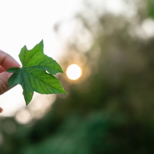 TRATAMENTO NATURAL PARA FIMOSE EM CASA Descubra tudo sobre fimose