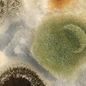 Como Pega Balanite: Sintomas, Tratamentos e Prevenção